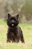 CAIRN TERRIER 657